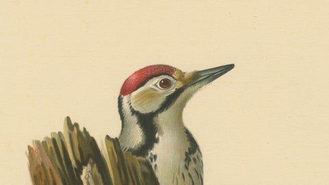 White-Backed Woodpecker Pair on Woodland Trunk, Swedish Bird Print, 1929, close-up 2