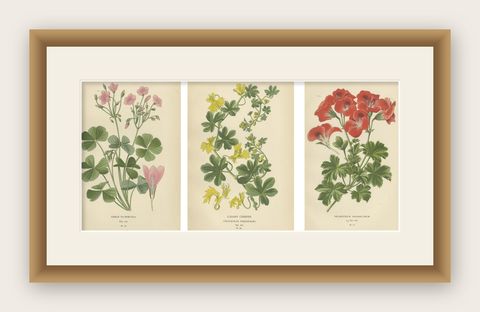 Victorian Geranium Elegance: A Triptych of Horticultural Art, 1896, shown framed