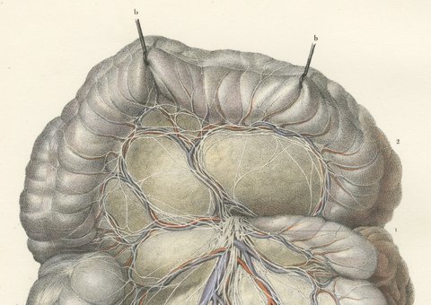 Nerves of the Mesentery and Intestine, Antique Hirschfeld Anatomy Print, 1866, view 3