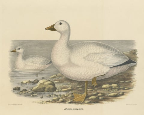 Large Rare Old Bird Print Depicting Cassin's Snow Goose, 1869, close-up 1
