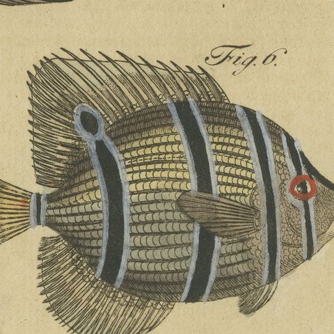 Angelfish, Butterflyfish and Moorish Idol, Antique Bertuch Print, circa 1805, close-up 1