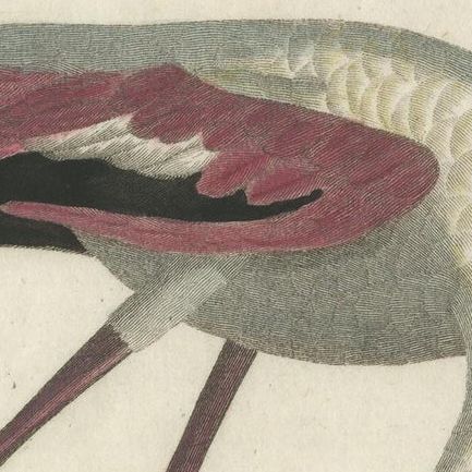 Antique Bird Print of a Flamingo by Shaw, 1809, close-up 1