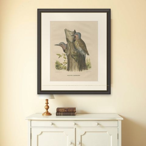 Large Old Bird Print Depicting Two Gilded Flickers, 1869, shown framed on a wall