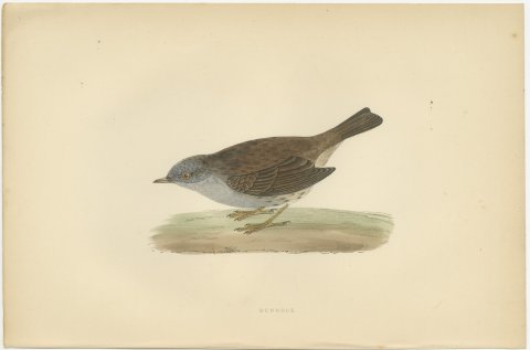Dunnock Foraging on Turf, Hand Colored Bird Print, Morris, 1896, view 2