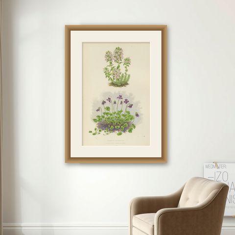 Striped Thyme and Kidneywort Violet, Hand-Coloured Botanical Print, 1874, shown framed on a wall