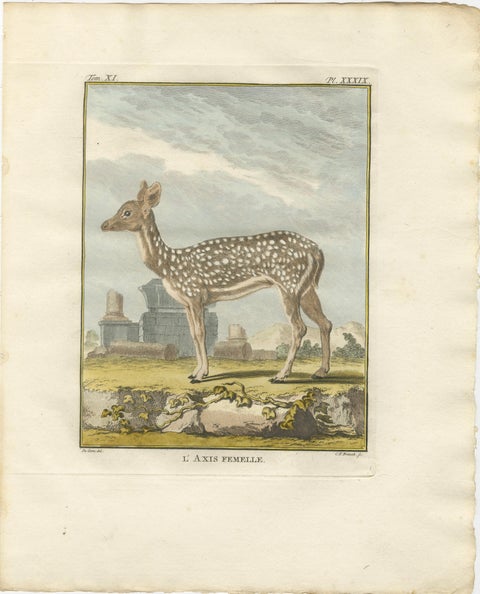 Buffon Axis Deer Prints Set of 3, Male Female & Skeleton, 1775, view 3