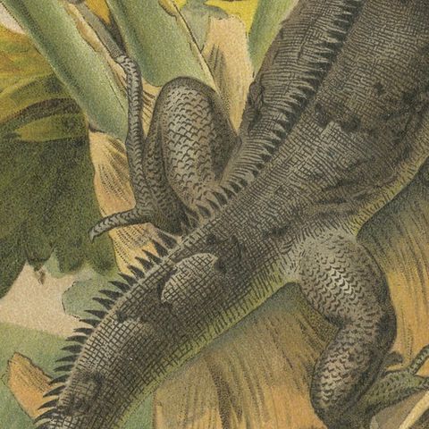 The Black Iguana on Banana Tree, Antique Reptile Natural History Print, 1895, close-up 6