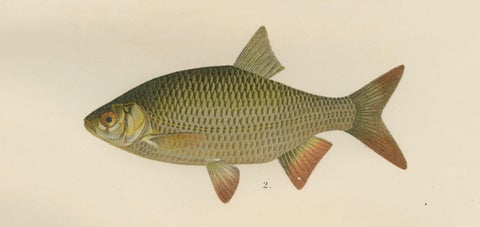 Rudd and Minnow - Elegant Freshwater Fish Lithograph from Scandinavia, 1895, close-up 4