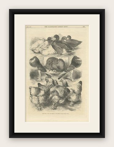 Prize Fowls, Ducks, and Pigeons Crystal Palace Poultry Show 1870, shown framed