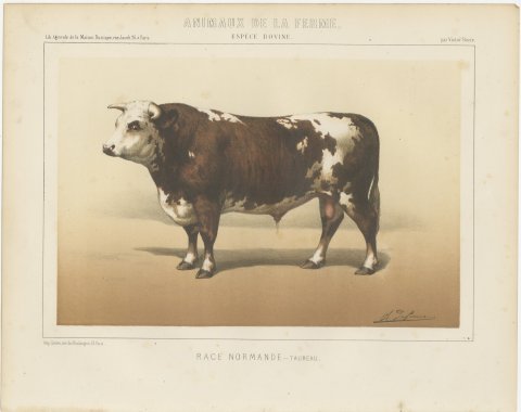 Normandy Bull, French Cattle Breed, Antique Chromolithograph by Borie, 1863, view 2