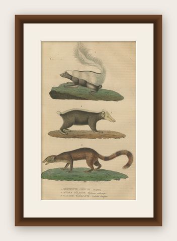 Diverse Mammals Engraved and Hand-Colored: Skunk, Stink Badger, and Canid, 1845, shown framed