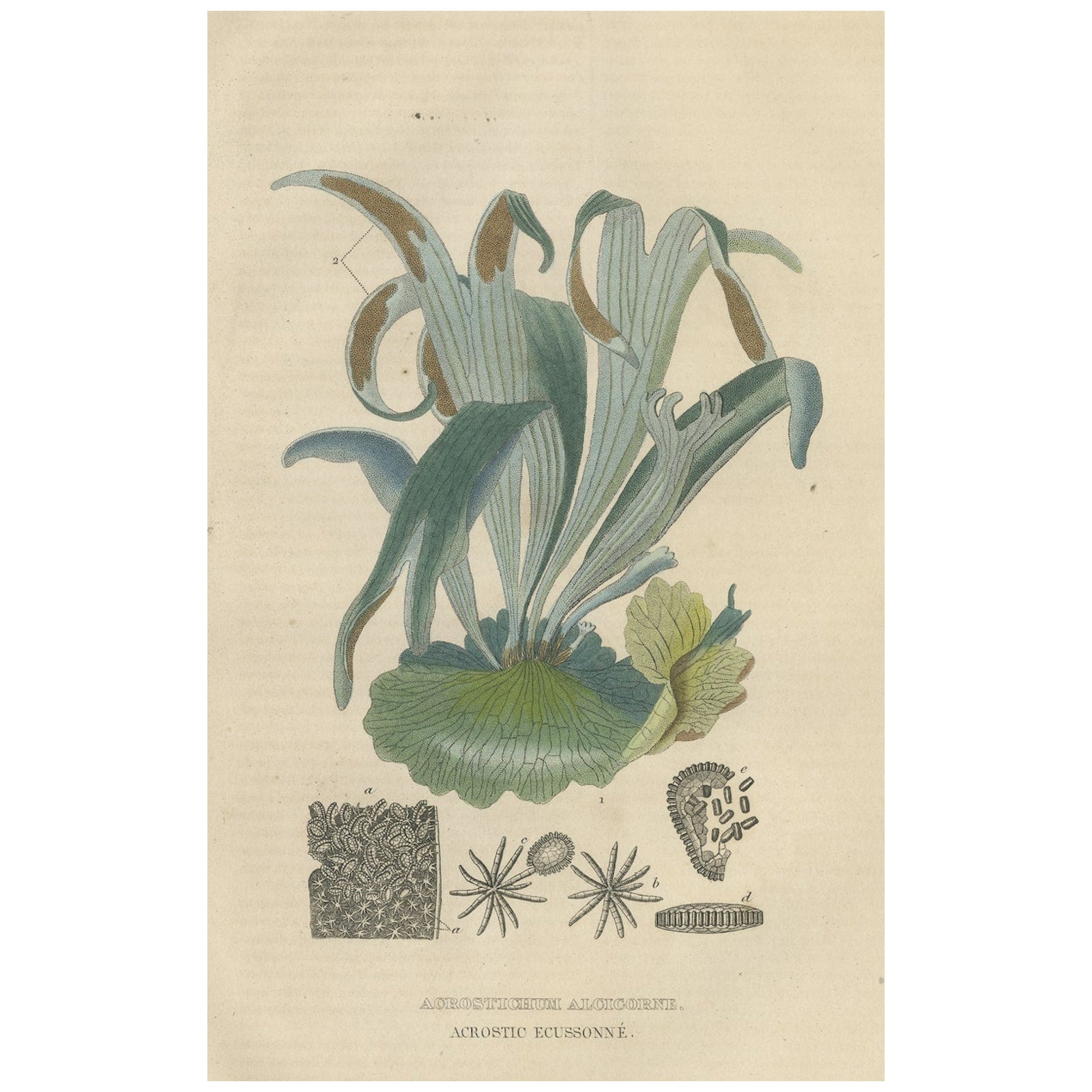 The Golden Leather Fern - An Antique Masterpiece of Botanical Illustration, 1845