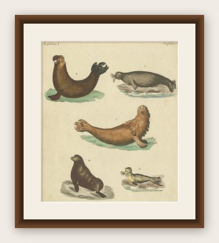 Antique Handcolored Engraving of Seals and Amphibious Creatures, c.1800, shown framed