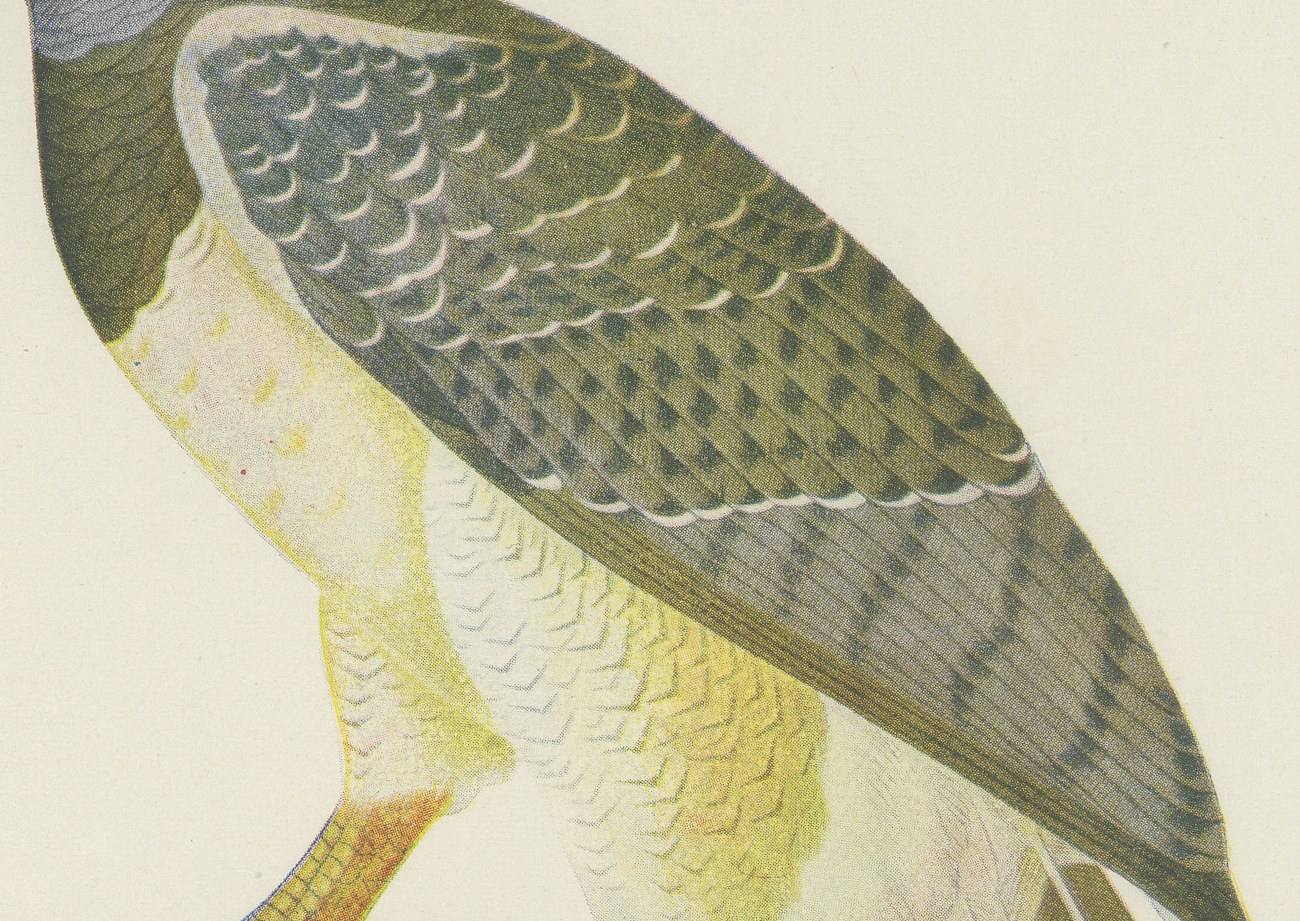 Harpy Eagle, Brazilian Bird Print, Descourtilz, 1944, view 4