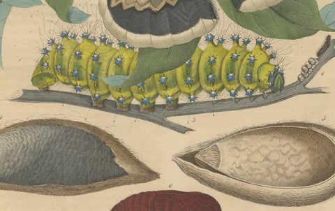 19th-Century Hand-Colored Lithograph of Giant Moths and Silkworm Life Cycle, close-up 3