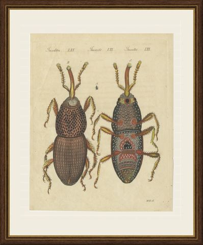 Grain Weevil Magnified Under the Microscope, Antique Bertuch Print, circa 1815, shown framed