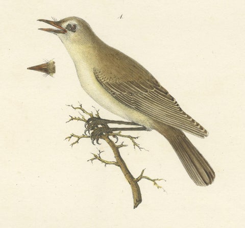 Stunning Handcolored Old Bird Print of the Willow Wren & Icterine Warbler, 1832, close-up 1