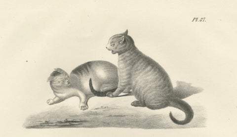 19th-Century Lithograph of Domestic Cats in Playful and Nurturing Scenes, close-up 5