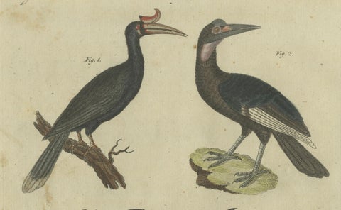 Exotic Birds: Hornbill, Lyrebird, and Glossy Starling Engraved by Bertuch, 1805, close-up 3