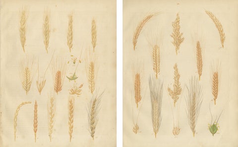 Antique Grain Studies, Wheat Varieties Botanical Lithographs, Calwer 1852, view 3