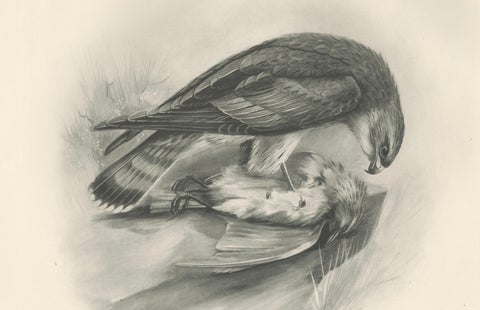 Antique Merlin Falcon with Prey Print by Lilian M. Medland, 1908, close-up 2