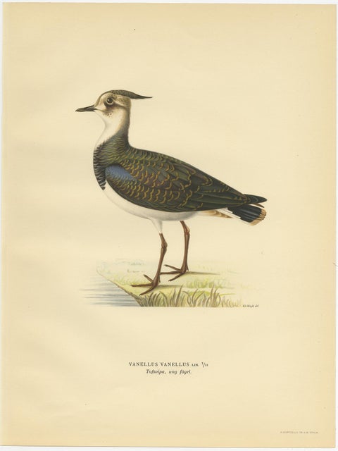 Antique Bird Print of the Northern Lapwing by Von Wright, 1929, view 2