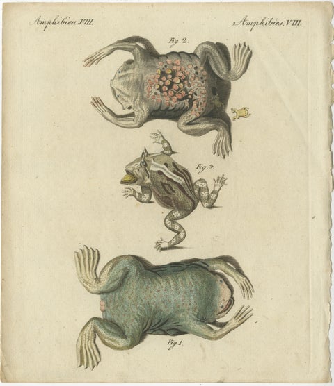 Antique Handcolored Engraving of Frogs and Amphibians, c.1800, view 2