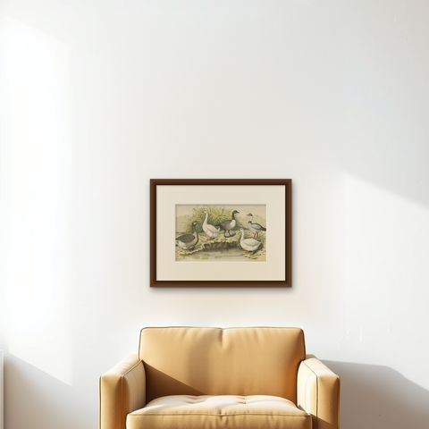 Old Print Showing Various Geese; Canada Goose, Snow Goose, Brant Goose Etc, 1886, shown framed on a wall