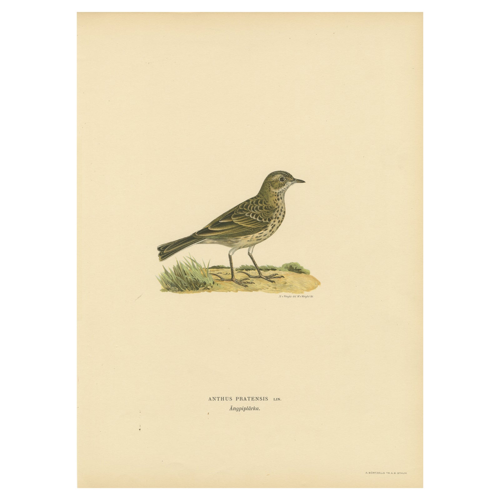 Anthus Pratensis - Hand-colored Meadow Pipit Lithograph, 1927