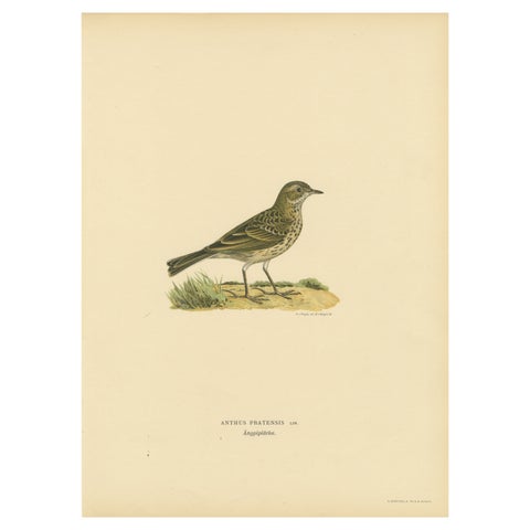 Anthus Pratensis - Hand-colored Meadow Pipit Lithograph, 1927