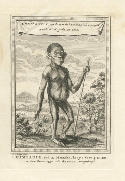 The Chimpanzee from Angola: Enlightenment Era Natural History Engraving, 1738, close-up 1