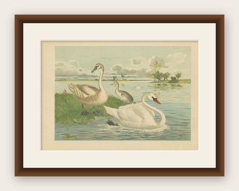 Swans on a Quiet Lake, Graceful Antique Bird Chromolithograph c.1880, shown framed