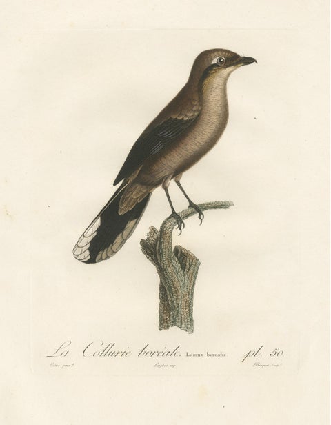 An 1807 Large Hand-Finished Ornithological Study of a Northern Shrike, view 3