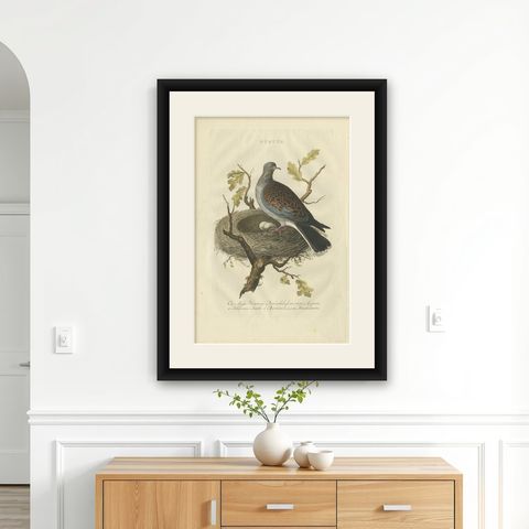 European Turtle Dove with Nest, Antique Bird Engraving, Nozeman & Sepp 1770, shown framed on a wall