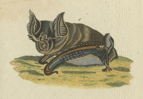 Whispers of the Night: Anatomical Elegance of Horseshoe Bats, 1775, close-up 3