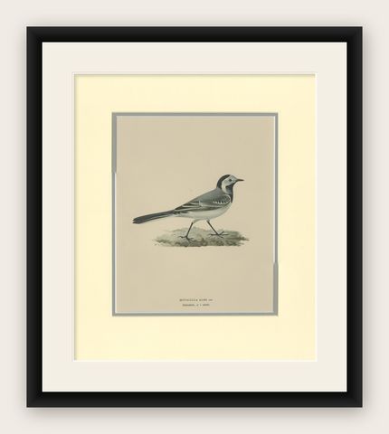 Antique Bird Print of the White Wagtail by Von Wright '1927', shown framed
