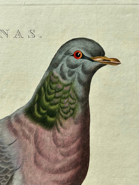 Stock Dove, Columba Oenas, Nozeman & Sepp Antique Bird Print, c.1829, view 6