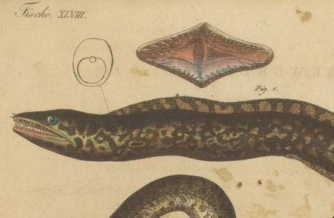 Antique Print of Various Marine Life Including the Dark Moray Eel, c.1800, close-up 2