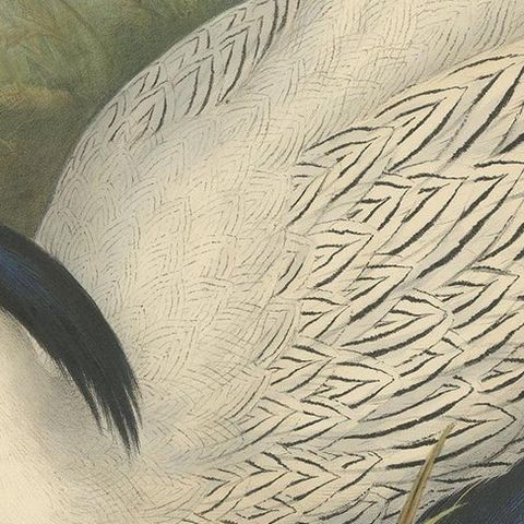 Antique Bird Print of the Silver Pheasant by Gould, circa 1850, close-up 2