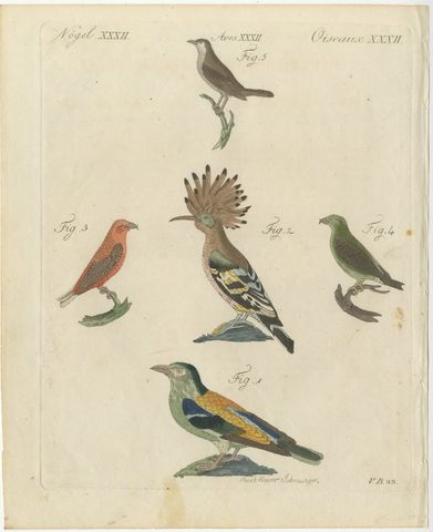 Hoopoe, Roller and Crossbills, Antique Bertuch Print, Vienna, circa 1805, view 2