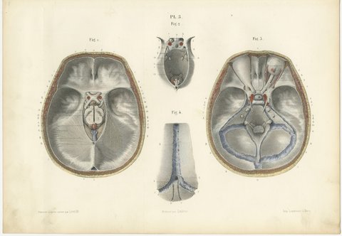 The Base of the Skull and Its Dural Folds, Hirschfeld Anatomy Print, 1866, view 2