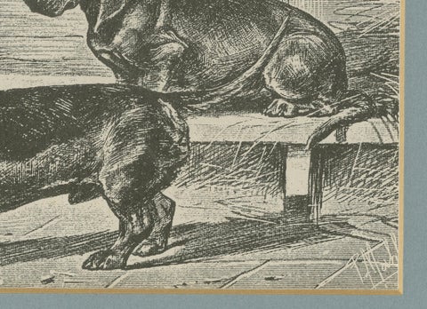 Dachshund Dog Illustration, Antique 1915 Print from Dogs of All Nations, close-up 4