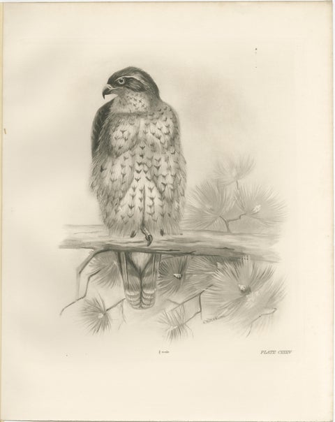 Three British Raptors: Buzzards and Adult Goshawk, 1908, view 4
