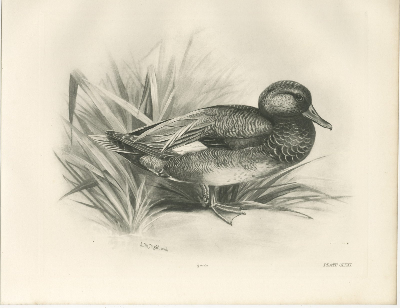 Gadwall Duck among Reeds, Plate CLXXI, Antique Bird Print by Medland, 1909