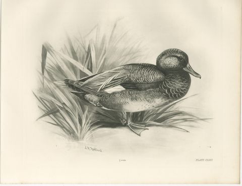 Gadwall Duck among Reeds, Plate CLXXI, Antique Bird Print by Medland, 1909