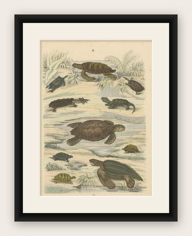 Turtles & Tortoises Print: Sea Turtle, Snapping Turtle, Terrapin, Antique 1867, shown framed