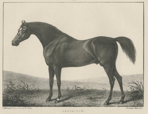 Volunteer & Selim, Pair of Antique Thoroughbred Horse Lithographs, c.1840, close-up 1