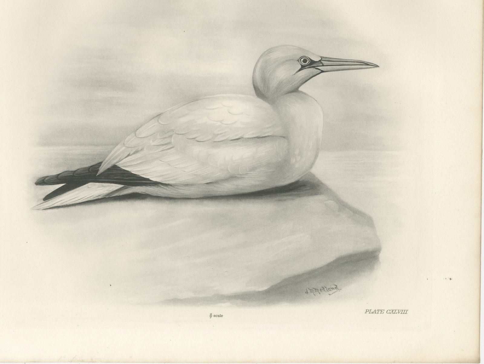 Gannet, Antique Bird Print after Lilian Medland, circa 1909