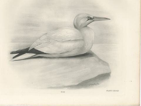 Gannet, Antique Bird Print after Lilian Medland, circa 1909