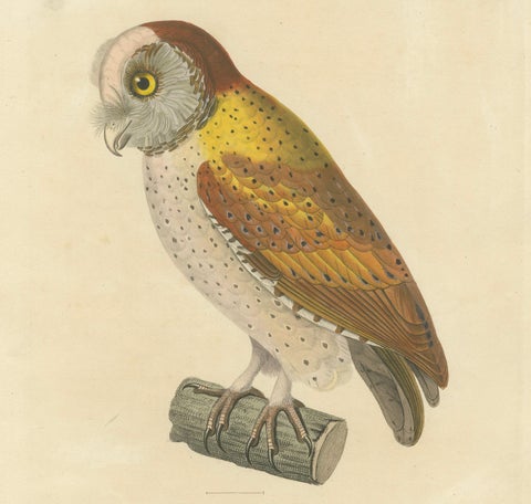 Old Handcolored Ornithological Print of the 'Chouette calong' (Calong Owl), 1838, close-up 3